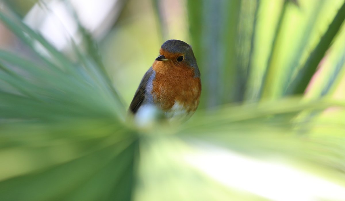 Adding moving water to attract more birds