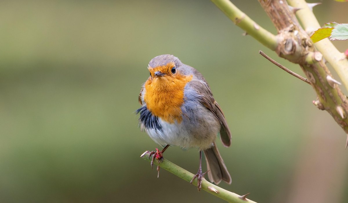 Best seeds and suet for winter bird feeding