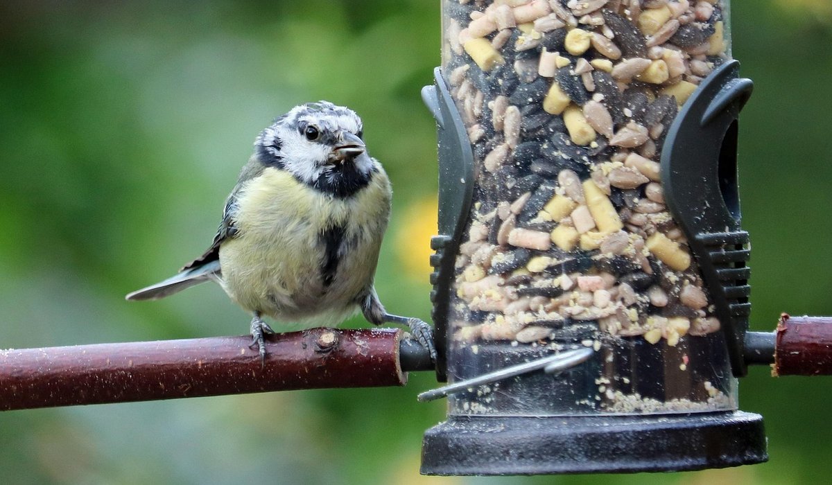 Choosing the right bird feeder for small birds