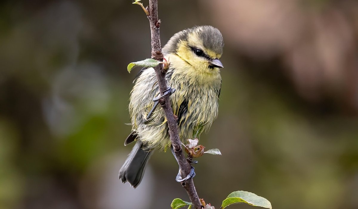 Cleaning nest boxes after the breeding season