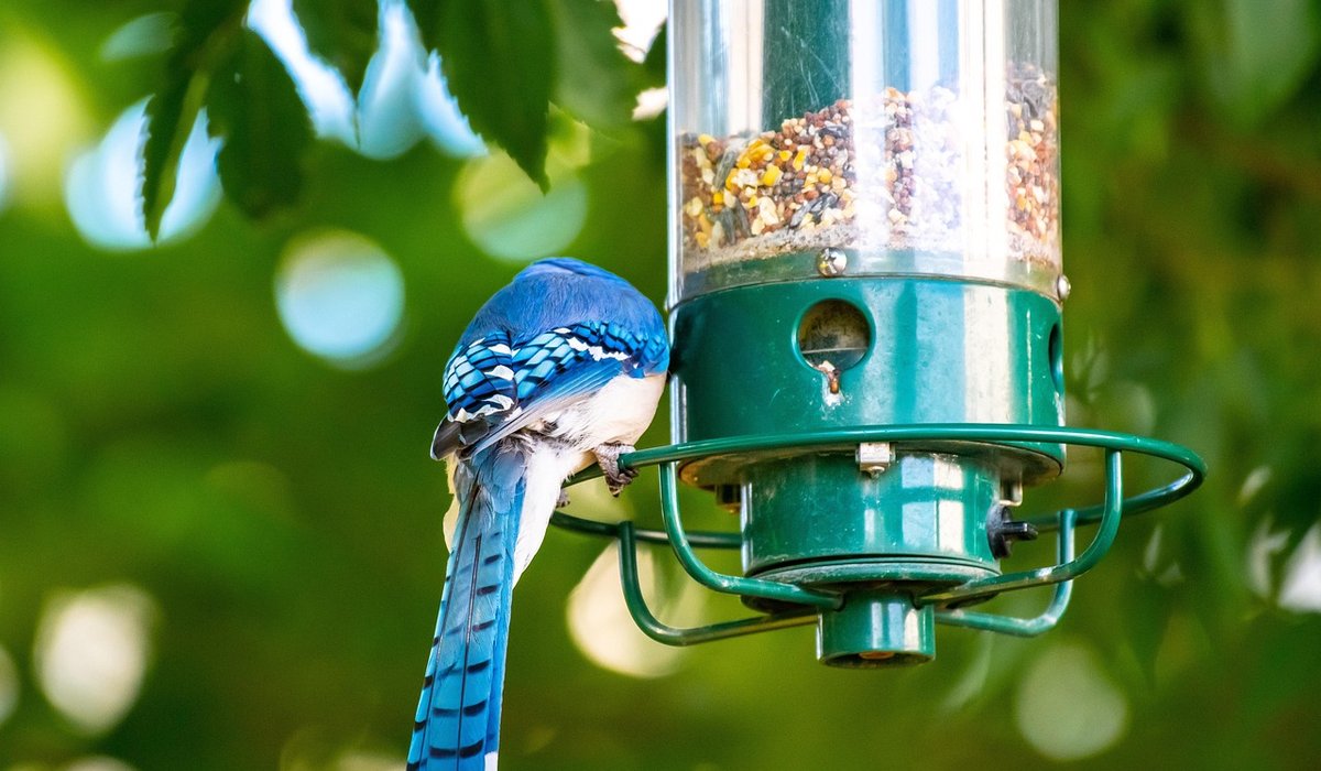 Creating a safe haven for house sparrows