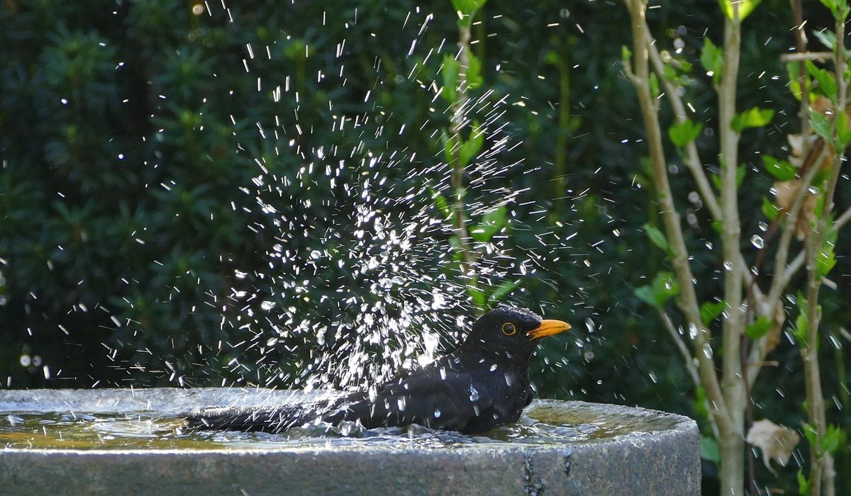 Creating a wildlife pond for drinking and bathing