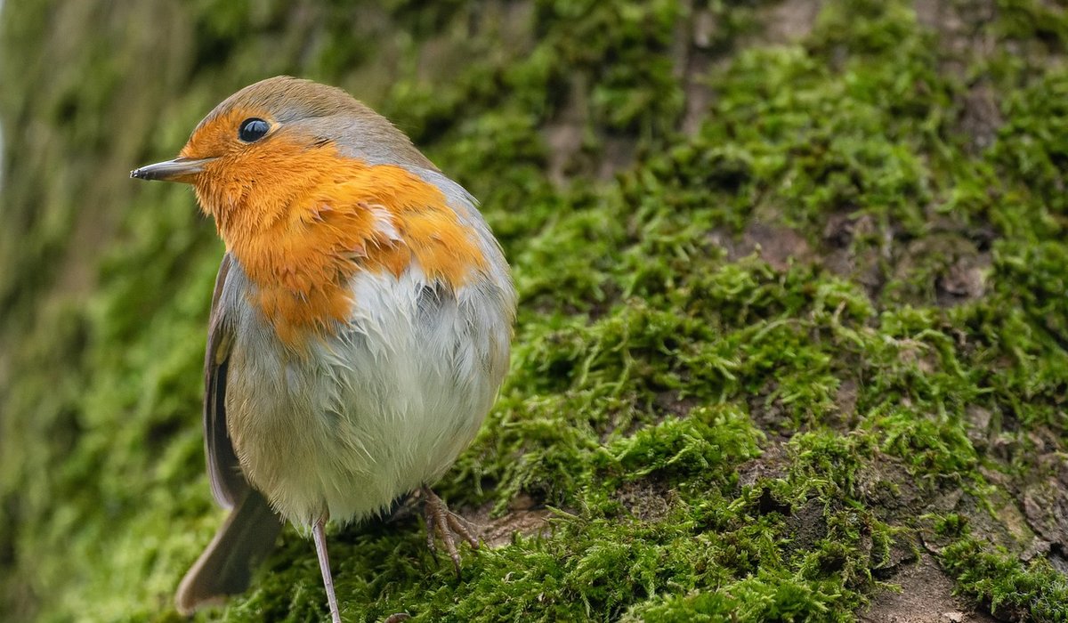 Designing a bird bath for year-round use