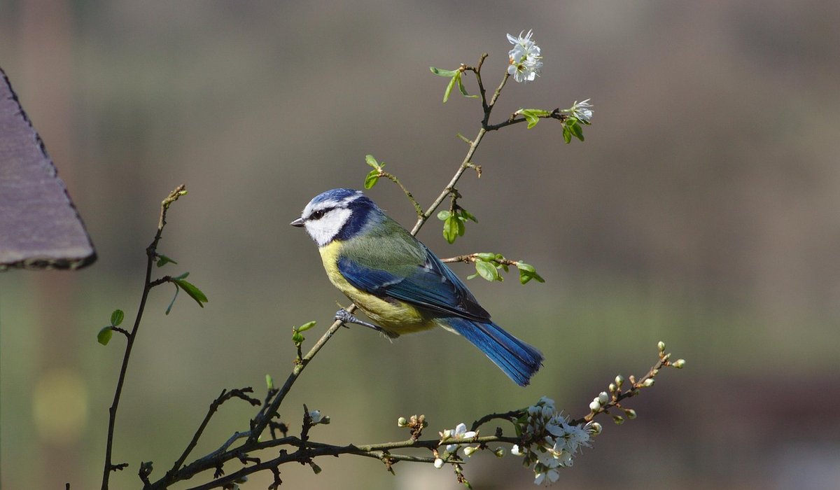 Distinguishing coal tits from great tits