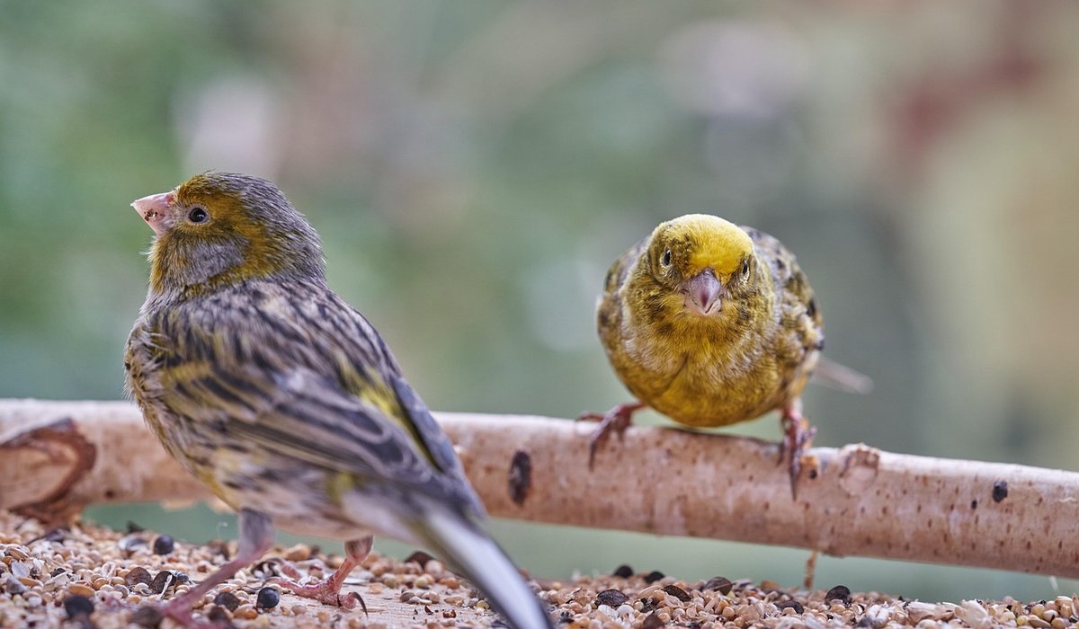 How to attract robins to your garden