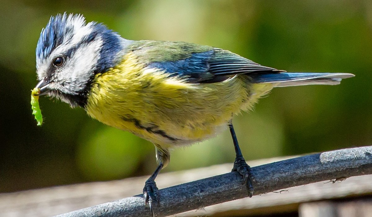 Identifying common garden warblers by song