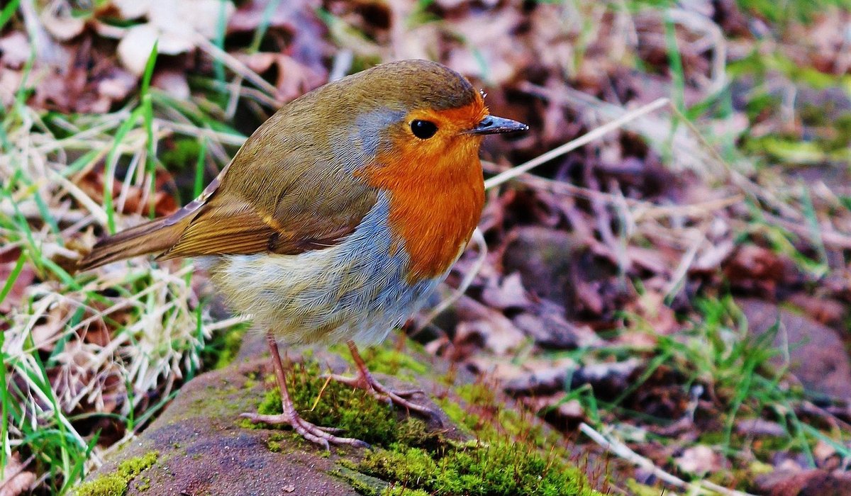 Keeping bird baths ice-free during frosty weather