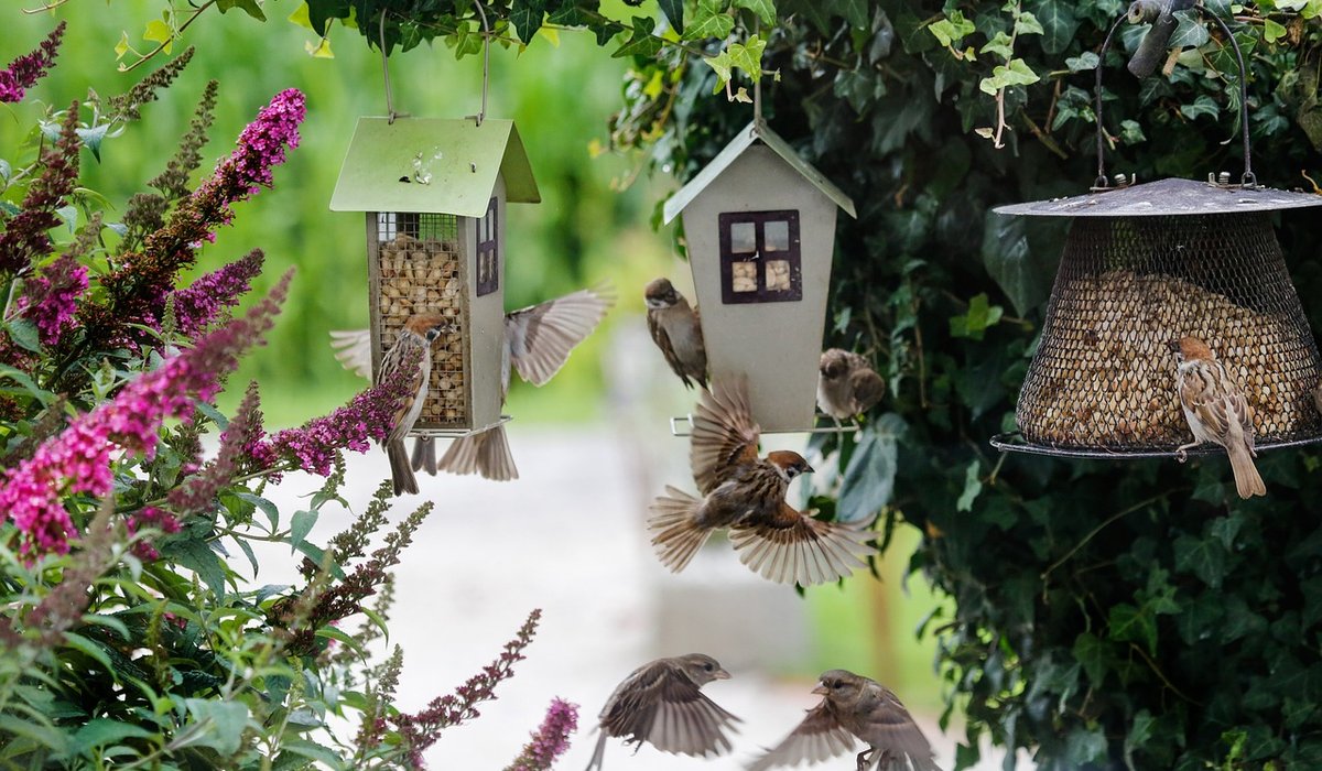 Keeping feeders clean to prevent garden bird disease