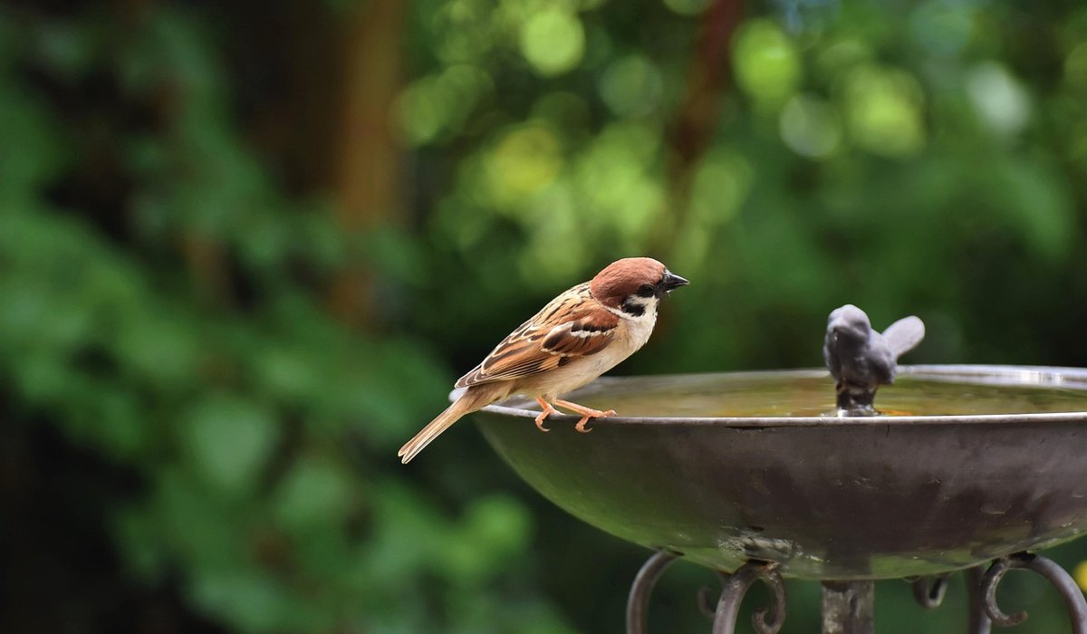 Leaving seed heads for autumn and winter birds