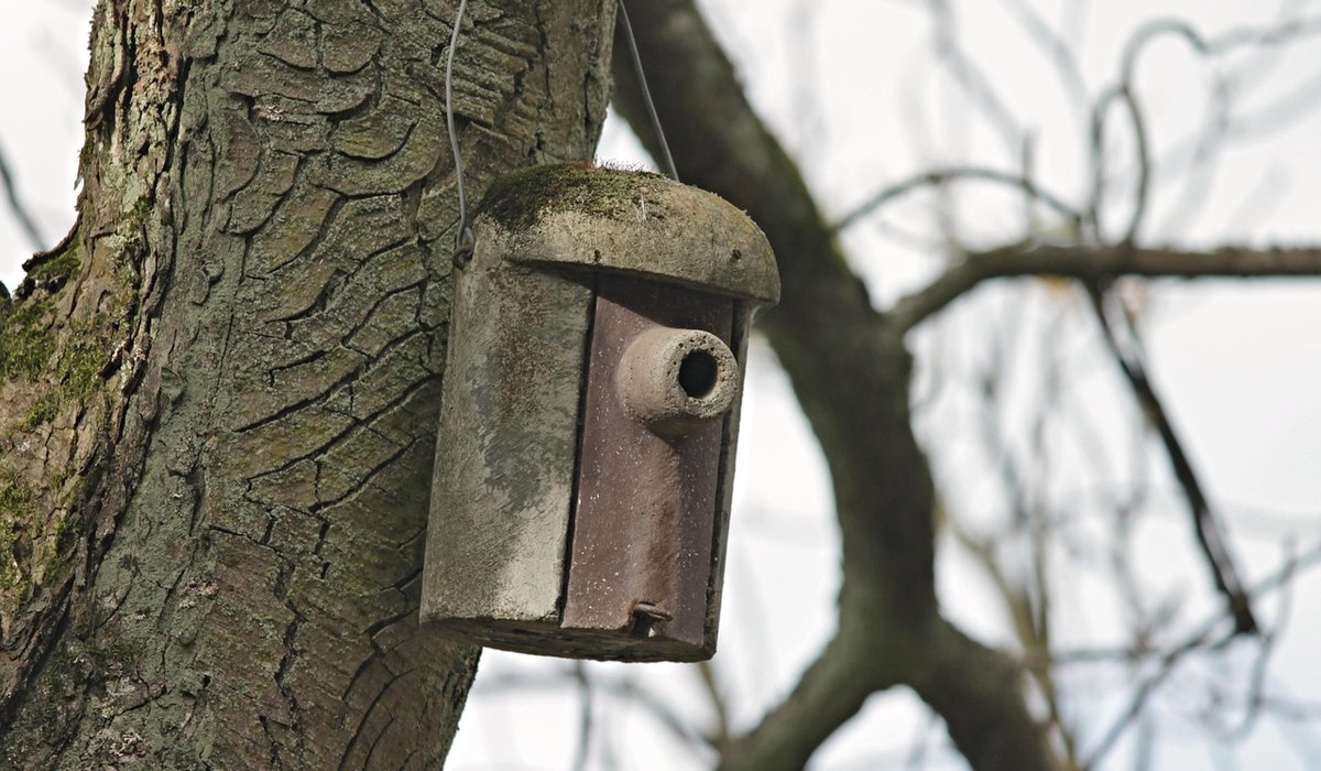 Photographing garden birds through a clean window