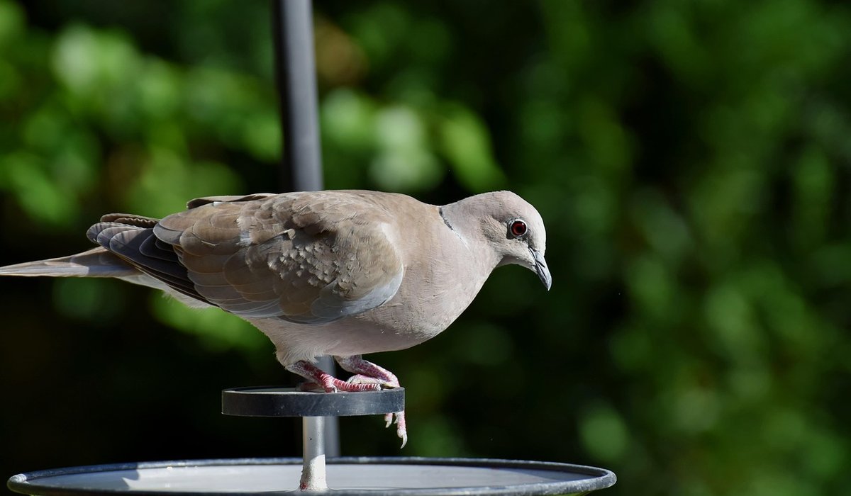 Planting native shrubs to support garden birds