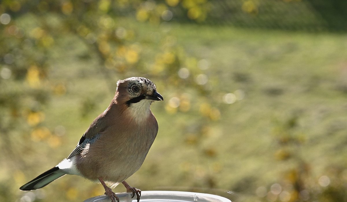 Preparing your garden for cold winter birds