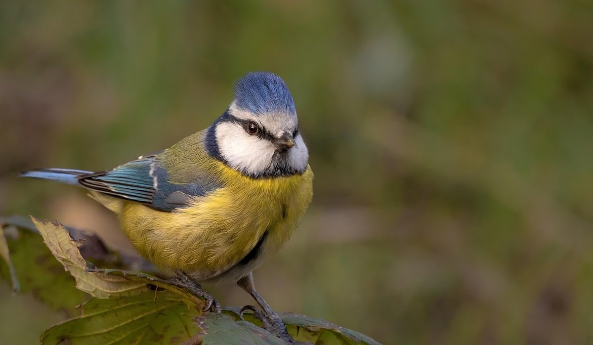 Recognising signs of nesting activity in hedges