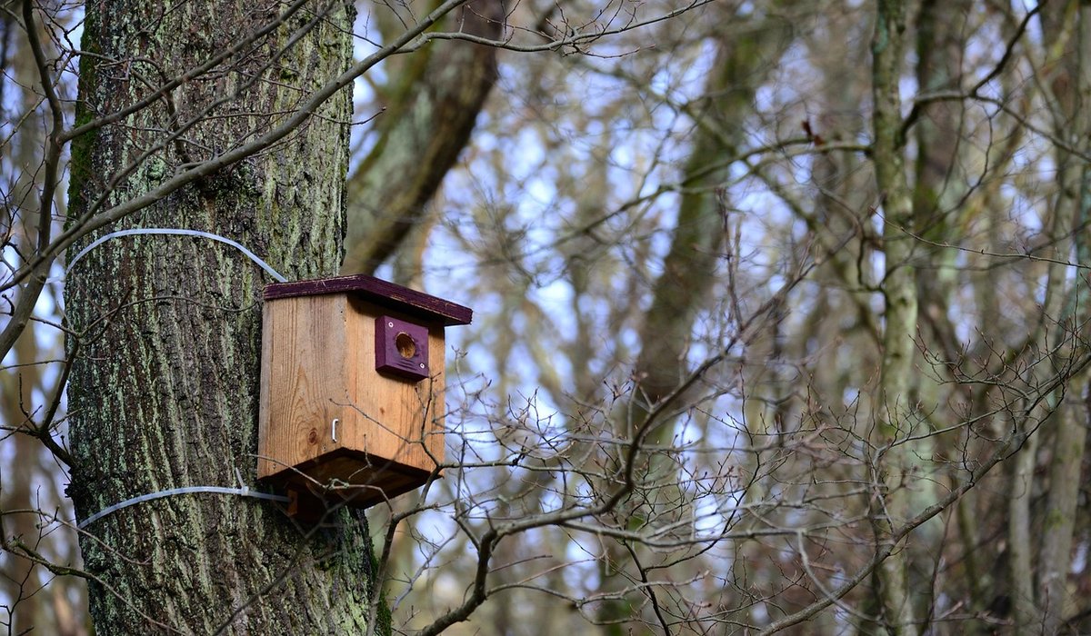 Setting up a simple garden bird photography hide