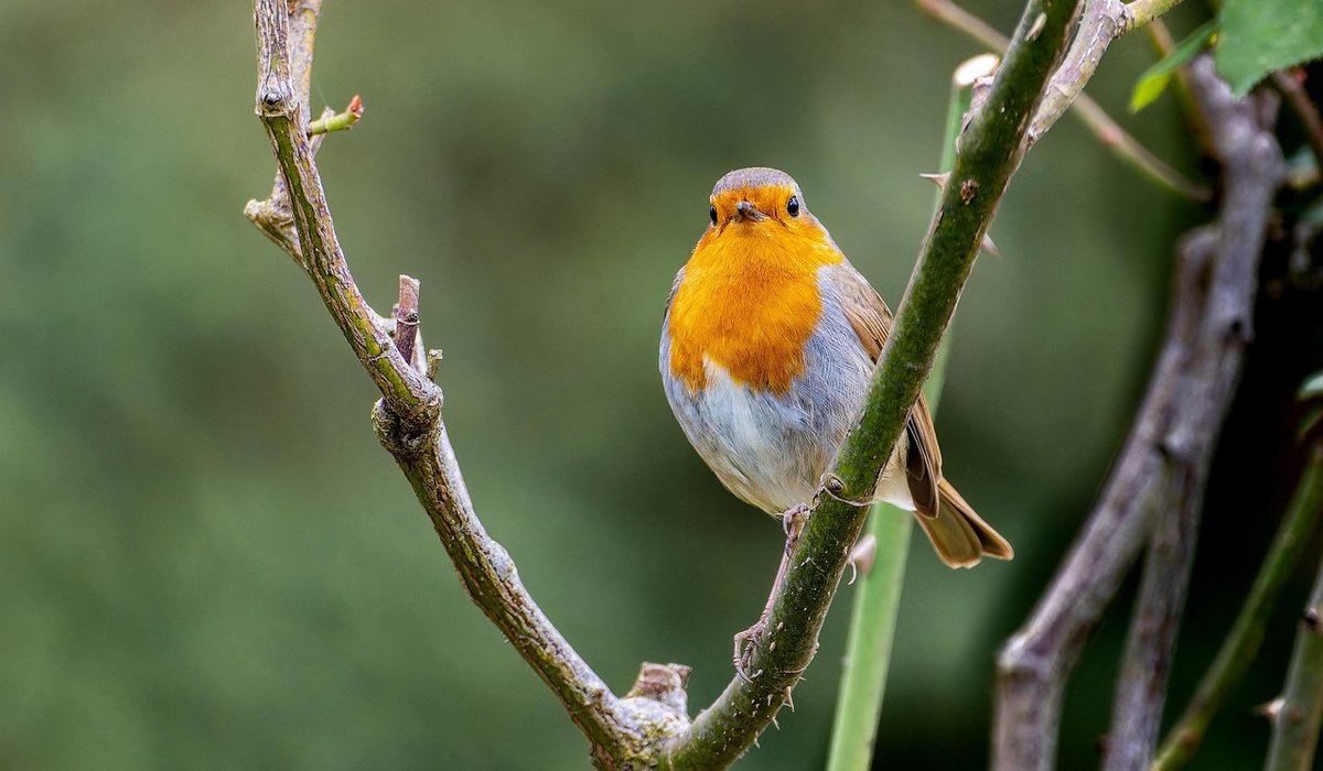 Siting a nest box for maximum bird appeal