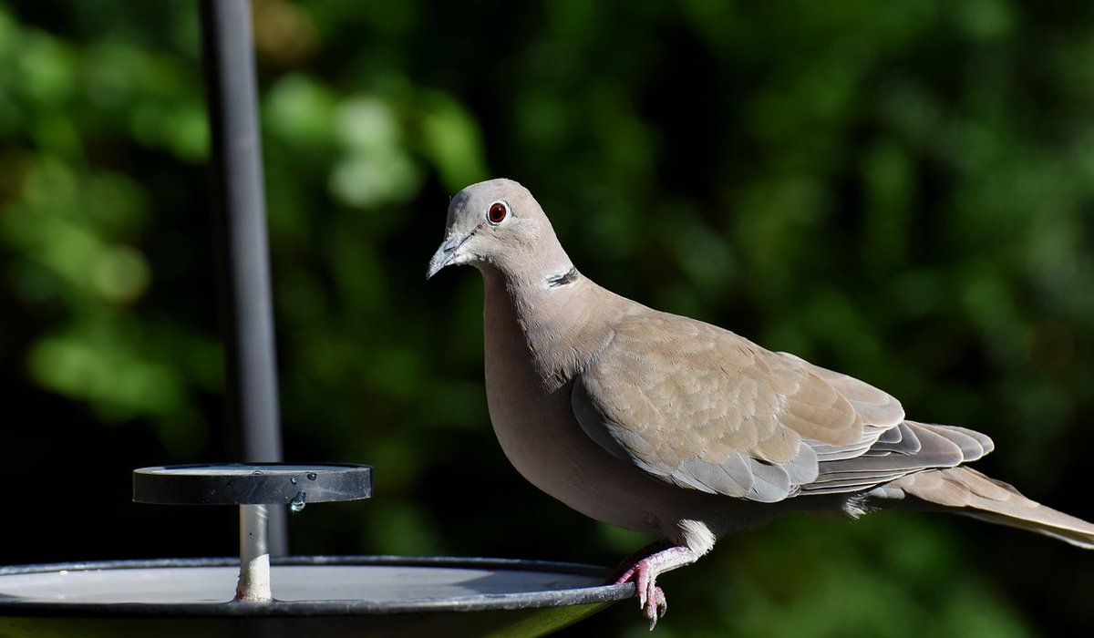 Spring garden jobs that help nesting birds